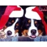 Christmas21