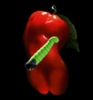 Hot Pepper